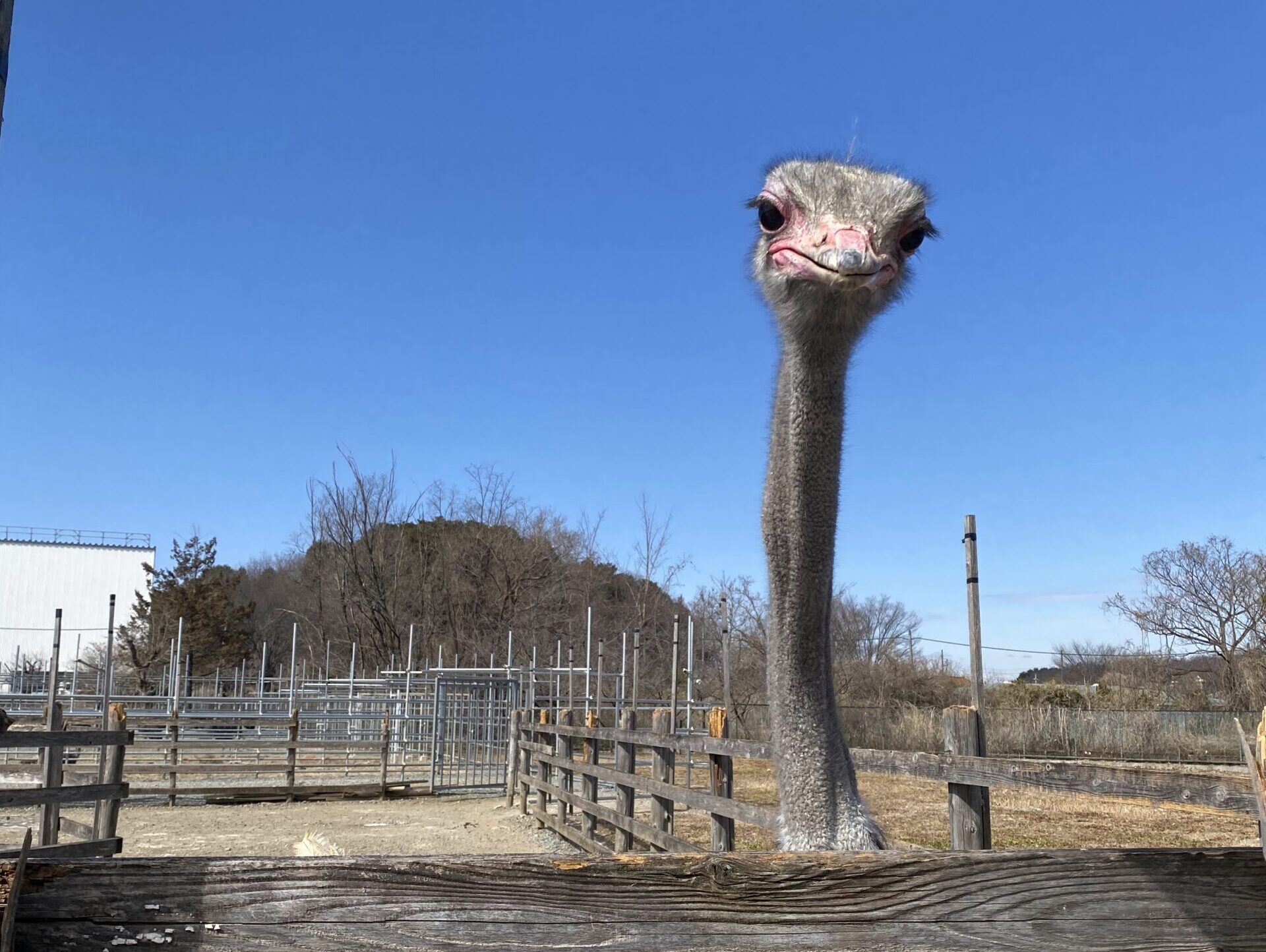 ダチョウに会いに行ってみた 美里町 埼北移住 埼玉県北部地域移住交流サイト